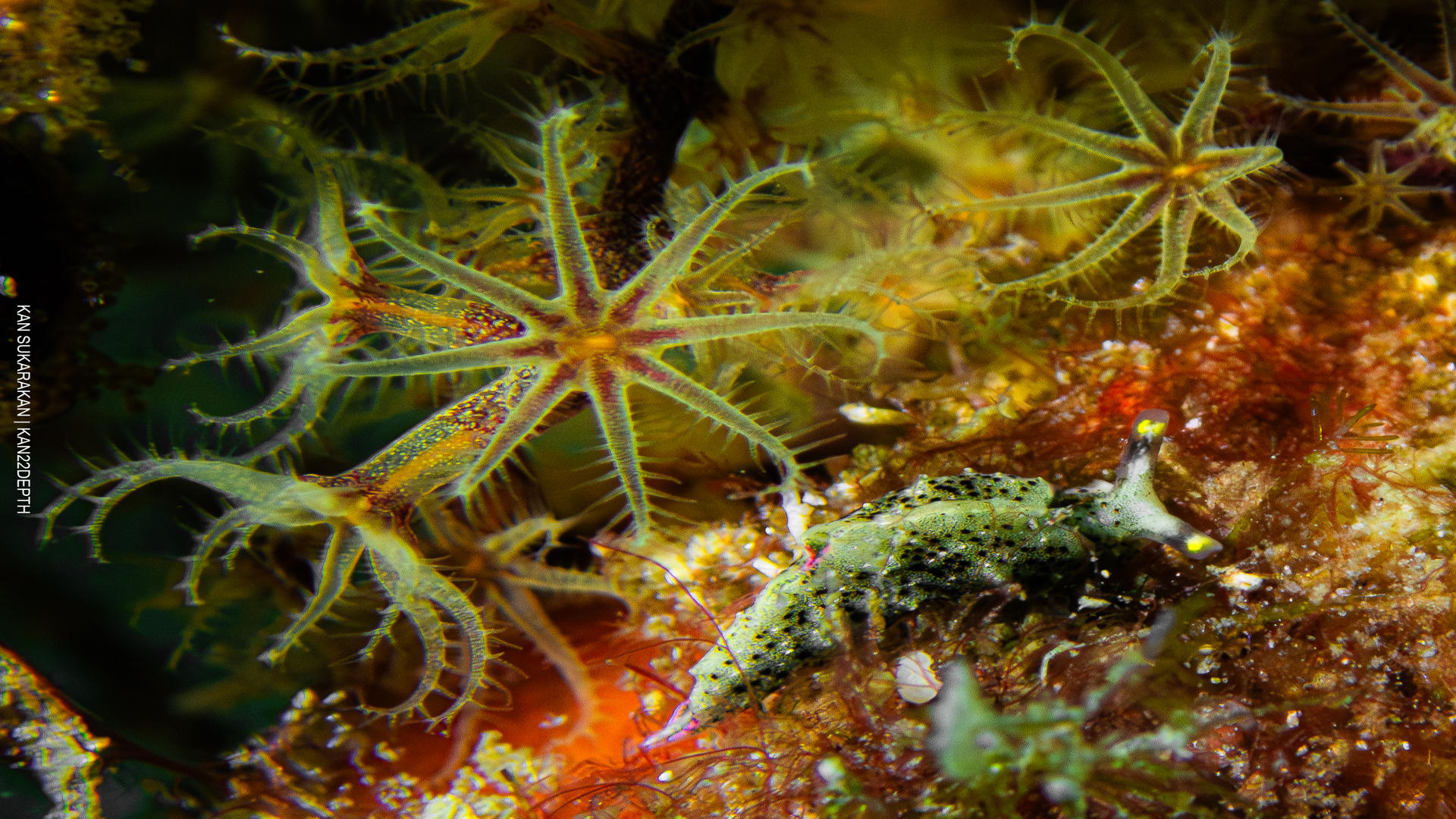 Marine Conservation